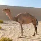 لقحه على المتحد مهجنه أبيها سوداني