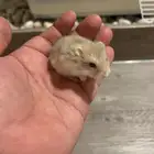هامستر ونتر وايت بيور