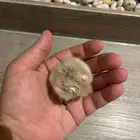 هامستر ونتر وايت بيور