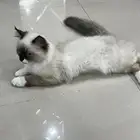 قطة للتبني