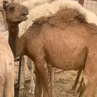 قعدان للبيع عدد 2 حمر