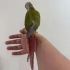 كنيور اناناس