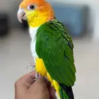 كايك وايت بيلي