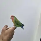 ببغاء روز اليف للبيع
