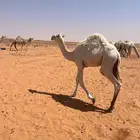 حاشي لبيع