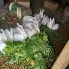 ارانب فرنسي للبيع