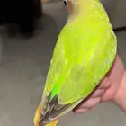 روز للبيع