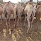 قعدان حشو مفاريد بسوم تنافسي