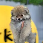 بومرينيان انثىPomeranian