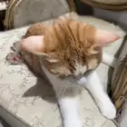 قط كتين للتبني