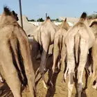 قعدان صوماليه فل شي فاخر يبيض الوجه
