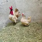 جوز كويتي قزم مع فروخهم