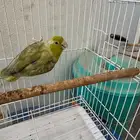 ذكر باروليت باروتليت مني روز لون نادر جدا