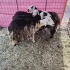 نجد