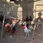 ديكة للبيع