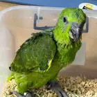 فرخ امزون يلوناب انتاج محلي