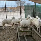 تم البيع .. رخال مقاني طيبه فرصه للقناي ونظيفه جدا