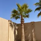 نخل واشنطني