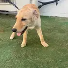 كاب جولدن للبيع