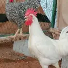 ديوك تركي فحول للبيع