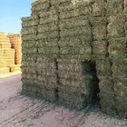 كوم برسيم صافي للبيع