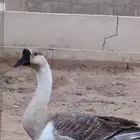 للبيع ذكر وز عراقي