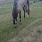 حصان شعبي