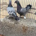 اجواز تركي