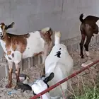 تيوس ثلاجه وتبوس مناسبات ويوجد لدينا تمارا