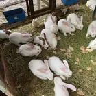 ارانب للبيع