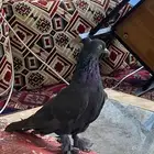 حمام ايراني مهجن حمامة وحدة