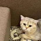 سكوتش ستريت NY11 منتج