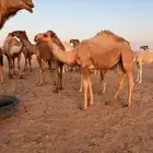 بكره باتليه للبيع