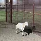 عنز