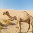 ناقه حايل للبيع