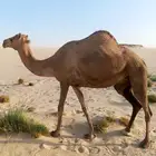 عجم حايل ابيها شاهين بن لفجح وأمه بنت صوغان
