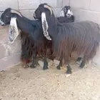 خمس معزى عارضيات   يتبعهن ثلاث جفرات .