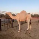 قعود مفرود على جمل ابن قريع
