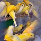 وصلت مجموعه كناري ايراني جمله ومفرق