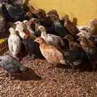 دجاج بلدي
