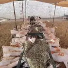 تيوس صوماليه للبيع بسوم اهل الحلال