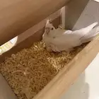 زوج كروان ابيض تحته بيض