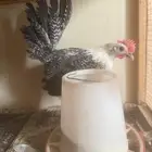 دجاج فيومي