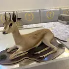 غزال محنط البيع اعلى سوم