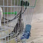 كروان كوكتيل أنثى