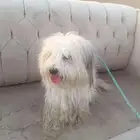 حي الرمال شارع تنال