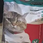 اكل قطط لقمه