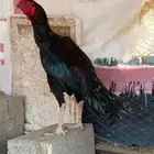 زوج سندي فاخر