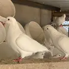 حمام فرنسي