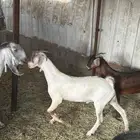 تيس عارضي جنوبي